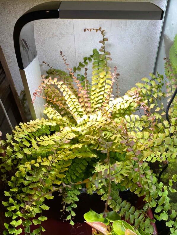 Adiantum caudatum, fougère, plante d'intérieur, Paris 19e (75)