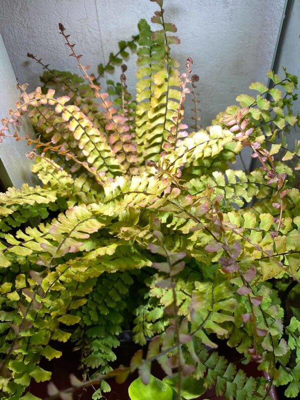 Adiantum caudatum, fougère, plante d'intérieur, Paris 19e (75)