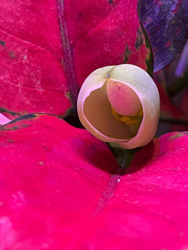Lire la suite à propos de l’article La curieuse floraison de mon aglaonema