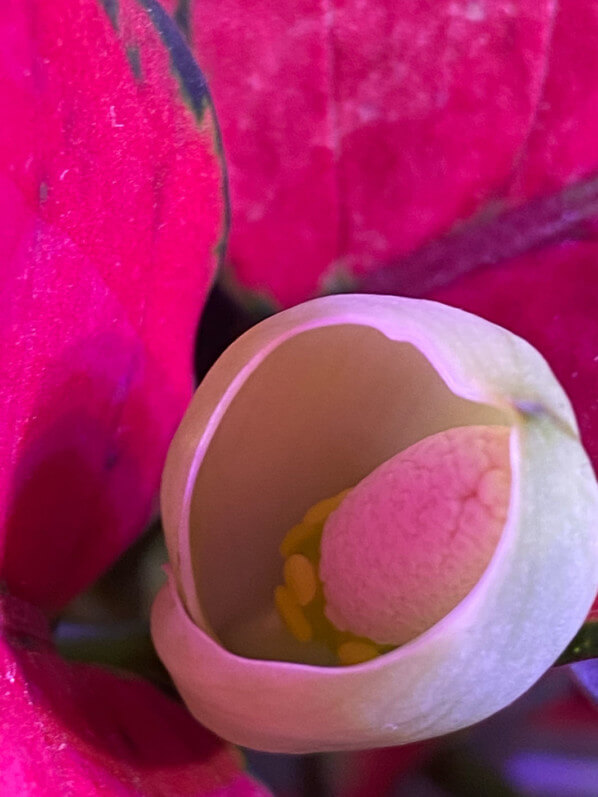 Spathe, inflorescence, Aglaonema, Araceae, plante d'intérieur, Paris 19e (75)