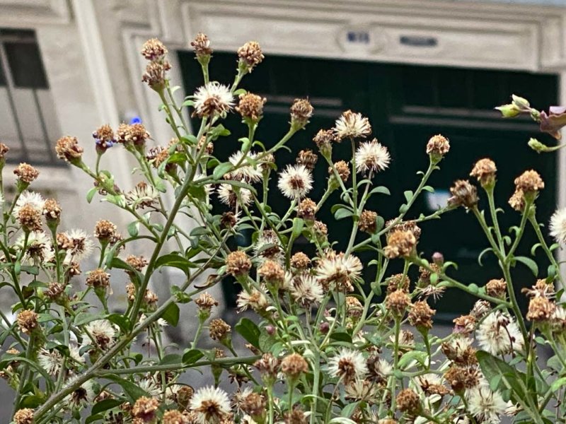 Touffe d'aster couvert de graines en automne sur mon balcon parisien, Paris 19e (75)