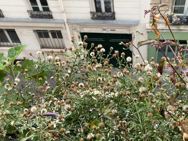 Touffe d'aster couvert de graines en automne sur mon balcon parisien, Paris 19e (75)