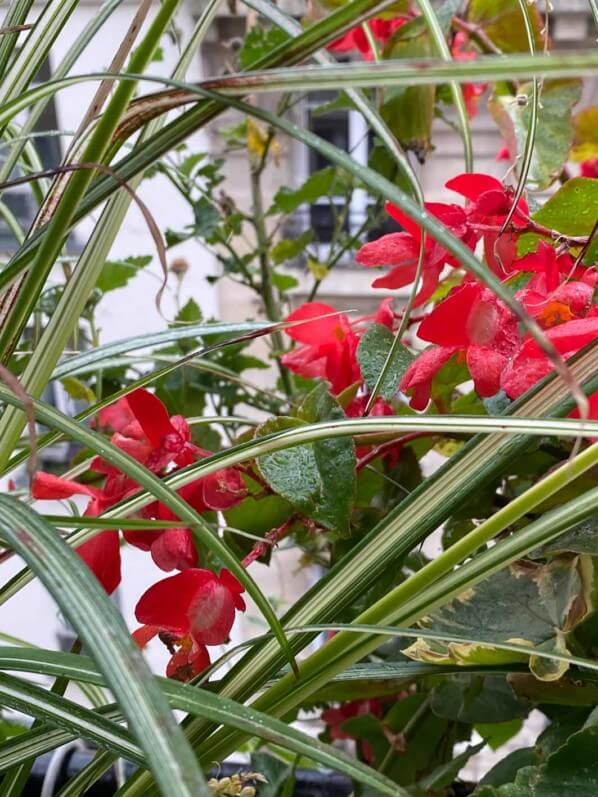Begonia 'Dragon Wing', Bégoniacées, en automne sur mon balcon parisien, Paris 19e (75)