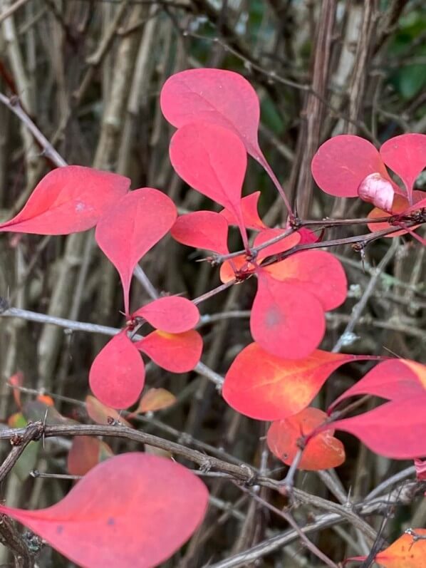 Berberis avec ses belles couleurs en automne dans le square Alberto Giacometti, Paris 14e (75)