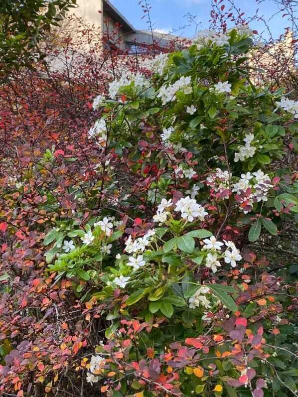 Épine-vinette (Berberis) et oranger du Mexique (Choysia) en automne dans le square Alberto Giacometti, Paris 14e (75)