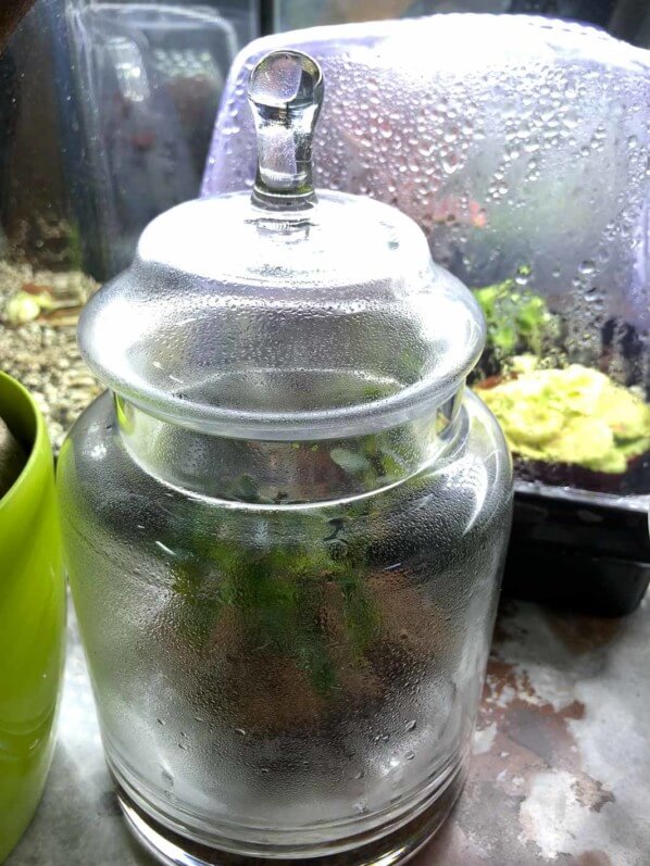 Bucephalandra cultivée dans un terrarium, Paris 19e (75)