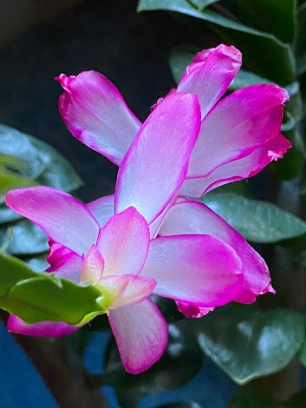 Lire la suite à propos de l’article Floraison précoce de mon cactus de Noël (Schlumbergera)