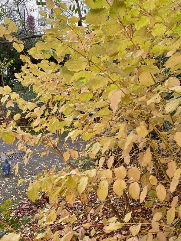 Cornouiller soyeux (Cornus sericea 'Flaviramea') à en automne dans le square Alberto Giacometti, Paris 14e (75)