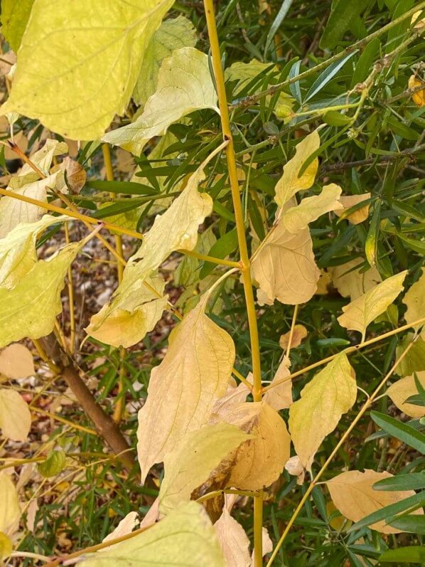 Cornouiller soyeux (Cornus sericea 'Flaviramea') à en automne dans le square Alberto Giacometti, Paris 14e (75)