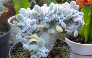 Echeveria pulvinata ‘Frosty’ form cristata, plante d'intérieur, Paris 19e (75)