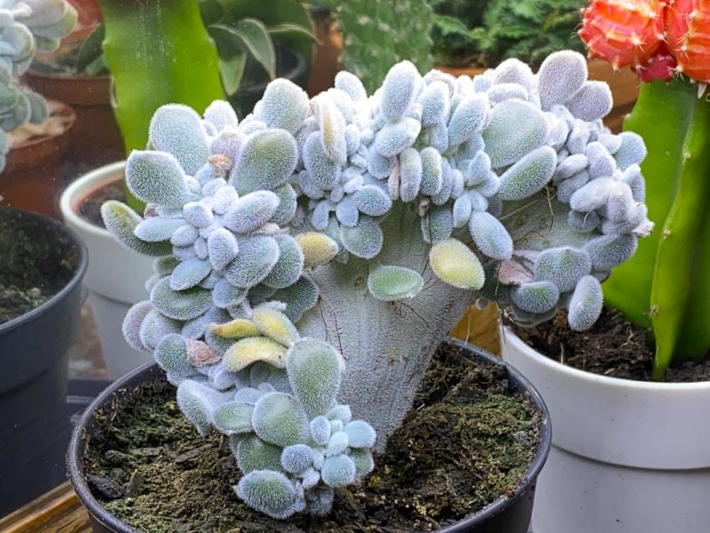 Echeveria pulvinata ‘Frosty’ form cristata, plante d'intérieur, Paris 19e (75)