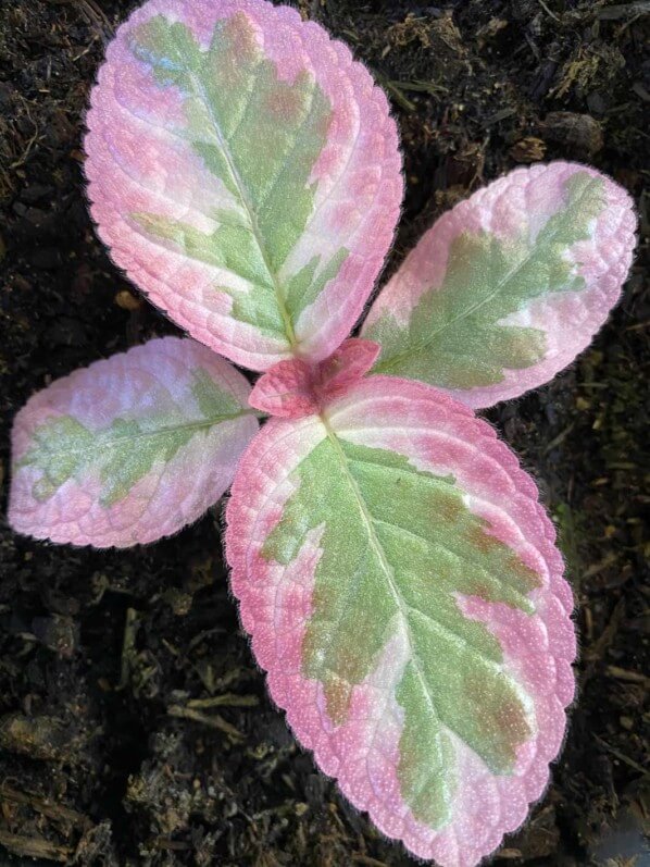 Episcia 'Pink Brocade', feuillage panaché, Gesnériacées, plante d'intérieur, Paris 19e (75)