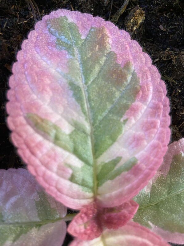 Episcia 'Pink Brocade', feuillage panaché, Gesnériacées, plante d'intérieur, Paris 19e (75)