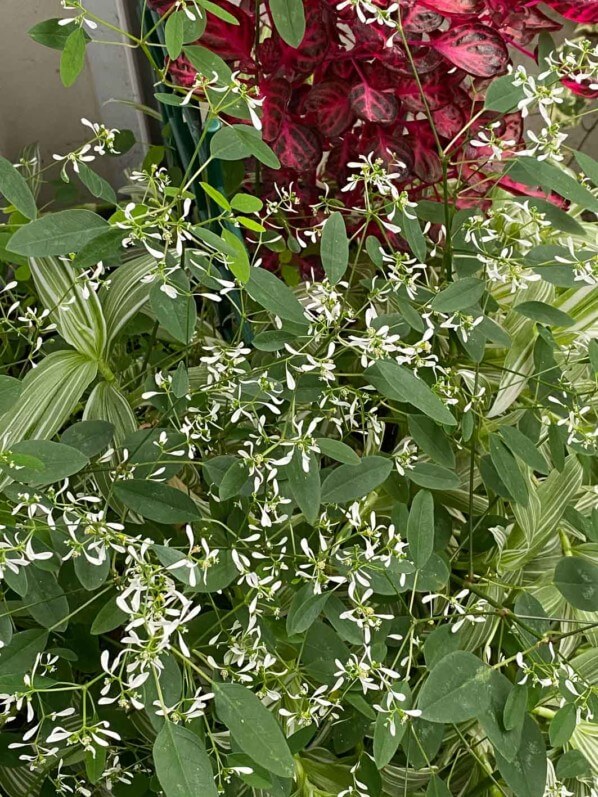 Euphorbe 'Diamond Frost' en automne sur mon balcon parisien, Paris 19e (75)