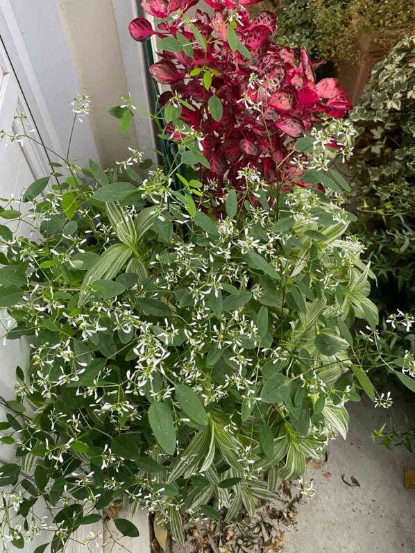 Euphorbe 'Diamond Frost' en automne sur mon balcon parisien, Paris 19e (75)