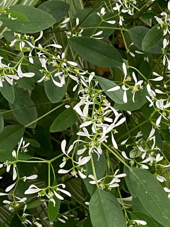 Lire la suite à propos de l’article La très longue floraison de l’euphorbe ‘Diamond Frost’