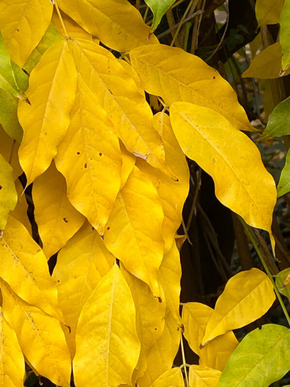 Glycine (Wisteria) en automne dans le square Alberto Giacometti, Paris 14e (75)