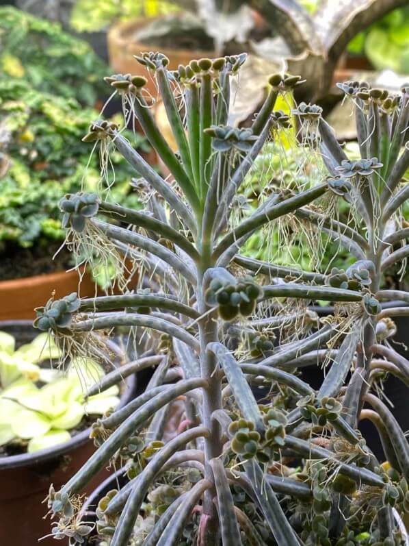 Kalanchoe tubiflora, plante d'intérieur, Paris 19e (75)