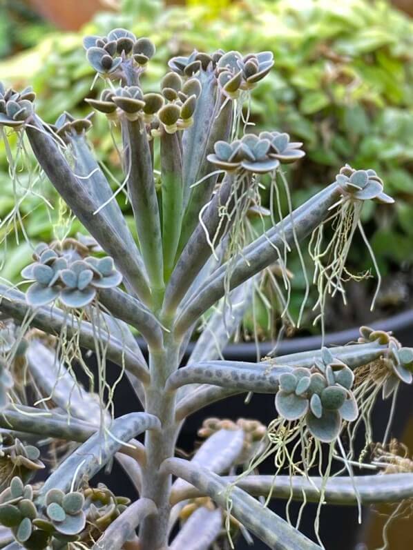 Kalanchoe tubiflora, plante d'intérieur, Paris 19e (75)