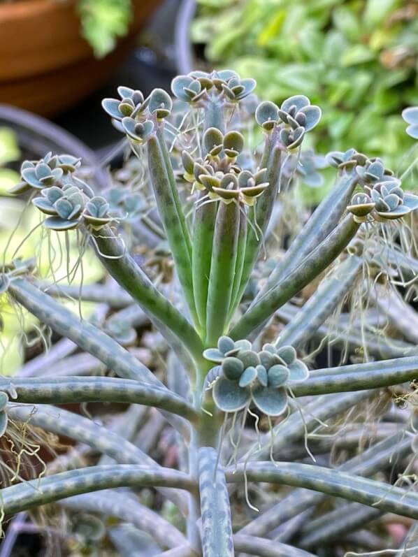 Kalanchoe tubiflora, plante d'intérieur, Paris 19e (75)