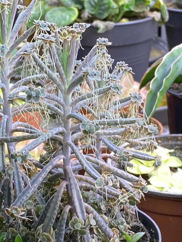 Kalanchoe tubiflora, plante d'intérieur, Paris 19e (75)