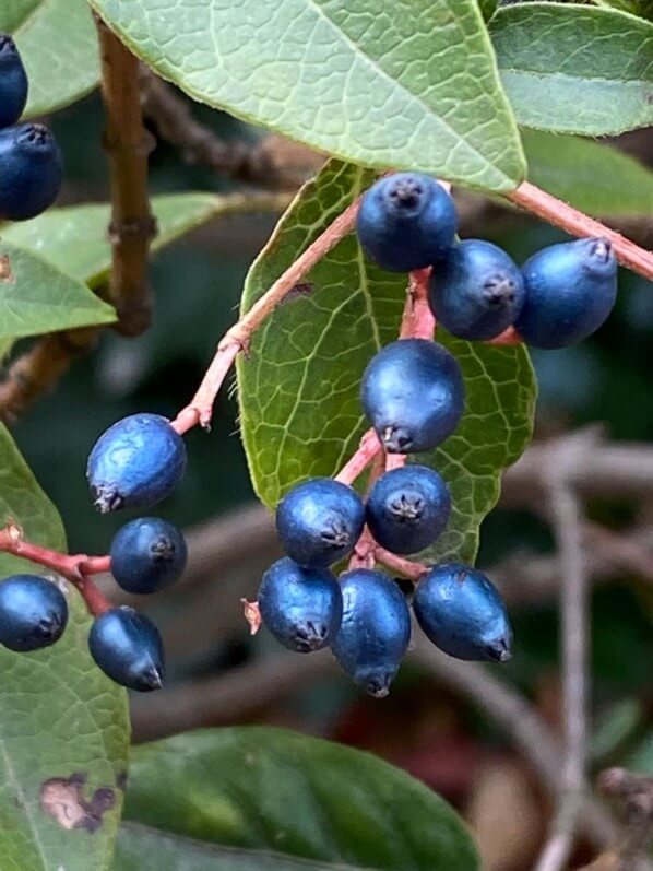 Baies bleues du laurie tin en automne dans le Jardin des Tuileries, Paris 1er (75)