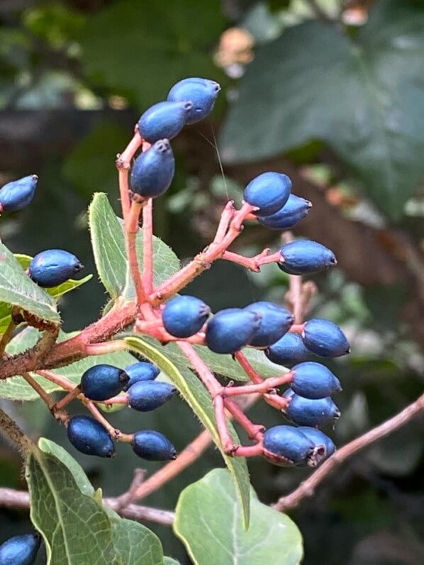 Baies bleues du laurie tin en automne dans le Jardin des Tuileries, Paris 1er (75)