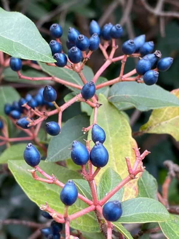 Baies bleues du laurie tin en automne dans le Jardin des Tuileries, Paris 1er (75)