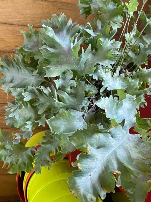 Phlebodium aureum 'Blue Star', plante d'intérieur, Paris 19e (75)