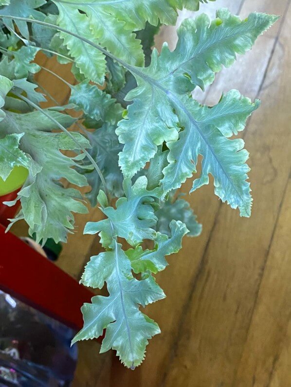 Phlebodium aureum 'Blue Star', plante d'intérieur, Paris 19e (75)