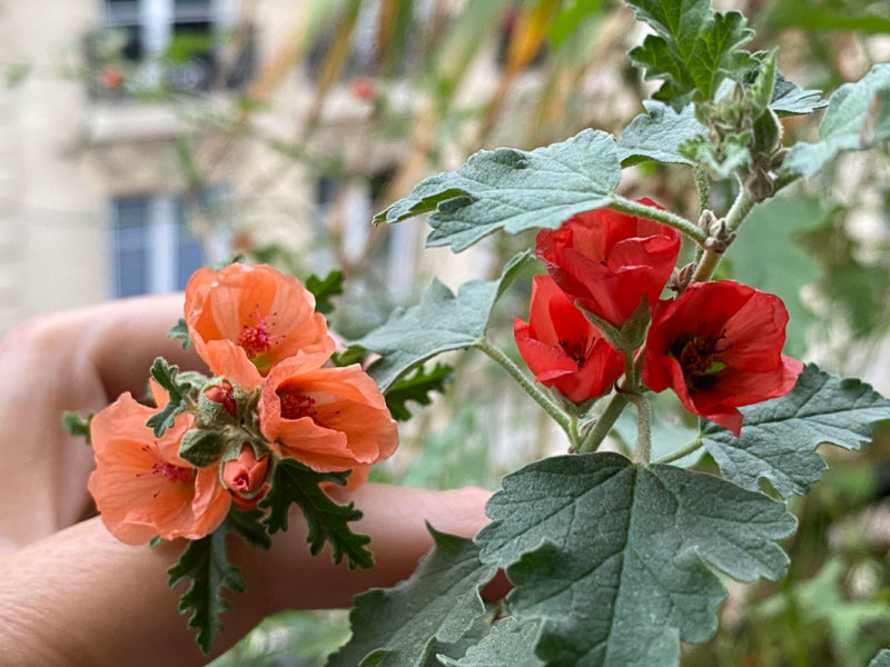 Sphaeralcea 'Childerley' et S. 'Newleaze Coral' en automne sur mon balcon parisien, Paris 19e (75), Paris 19e (75)