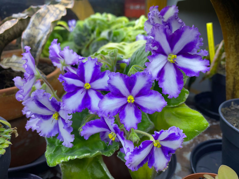 Streptocarpus (Saintpaulia) 'Lyon's Fortune Teller', violette du Cap, plante d'intérieur, Paris 19e (75)