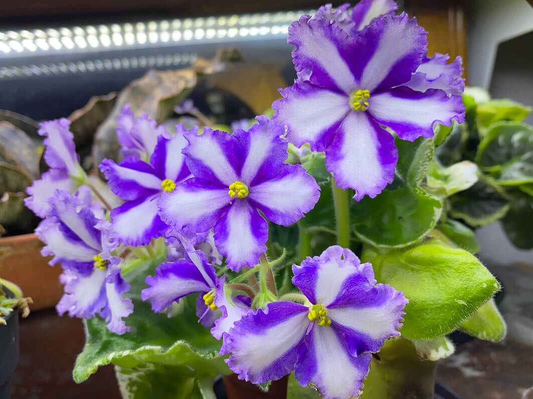 Lire la suite à propos de l’article Bouquet de fleurs du Streptocarpus (Saintpaulia) ‘Lyon’s Fortune Teller’