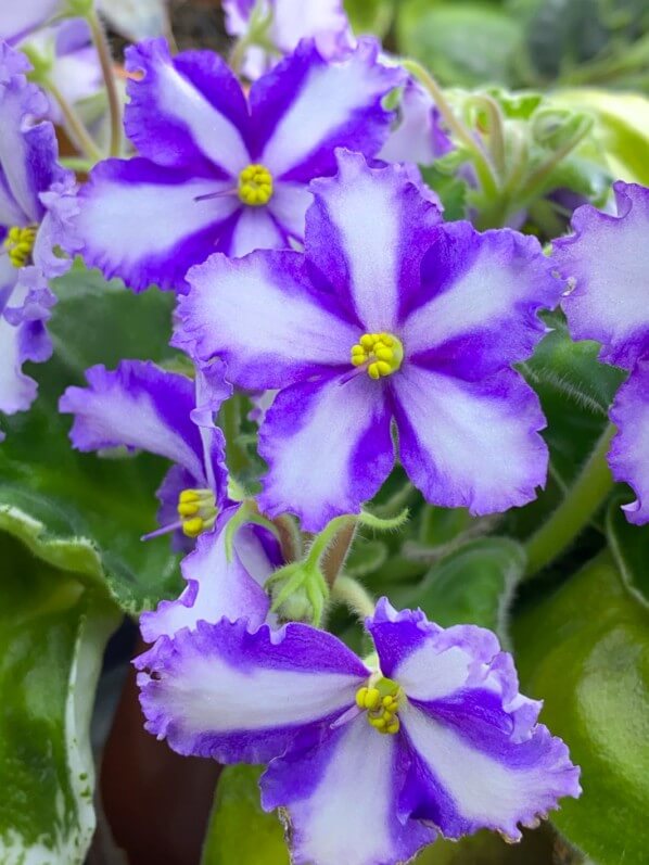 Streptocarpus (Saintpaulia) 'Lyon's Fortune Teller', violette du Cap, plante d'intérieur, Paris 19e (75)