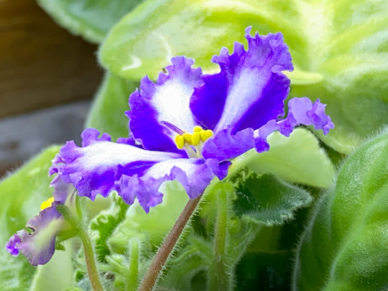 Saintpaulia 'Lyon's Fortune Teller', Streptocarpus 'Lyon's Fortune Teller', plante d'intérieur, Paris 19e (75)