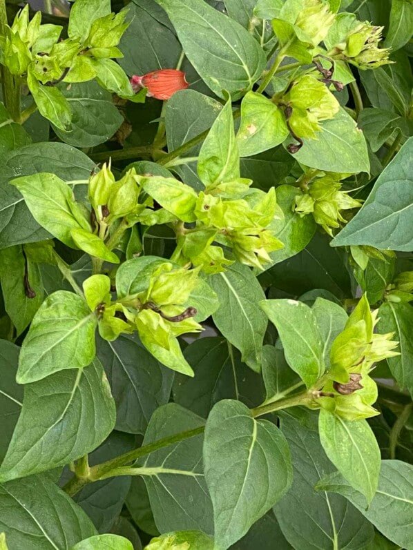 Belle de nuit, Mirabilis jalapa, en automne sur mon balcon parisien, Paris 19e (75)