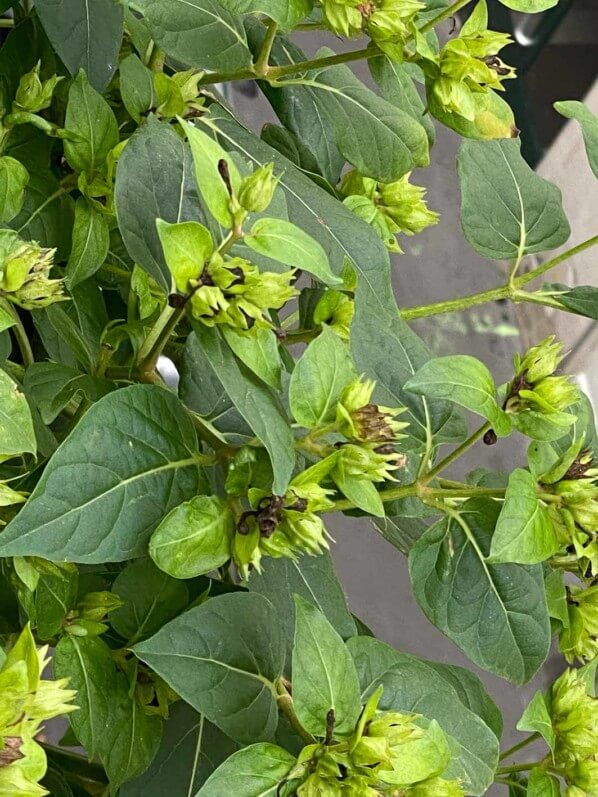 Belle de nuit, Mirabilis jalapa, en automne sur mon balcon parisien, Paris 19e (75)