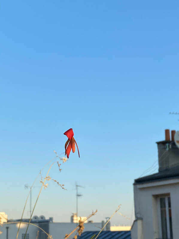 Fleur de bégonia suspendue à fil d'araignée sur mon balcon en automne sur mon balcon parisien, Paris 19e (75), Paris 19e (75)