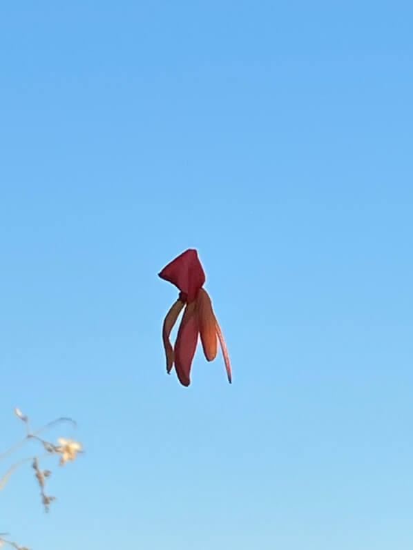 Fleur de bégonia suspendue à fil d'araignée sur mon balcon en automne sur mon balcon parisien, Paris 19e (75), Paris 19e (75)