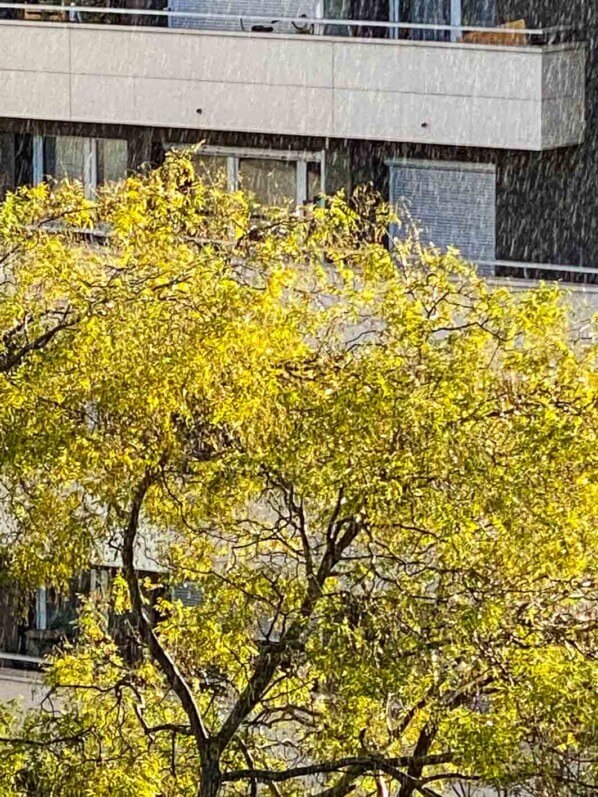 Gleditsia en automne, averse, pluie, Paris 19e (75)