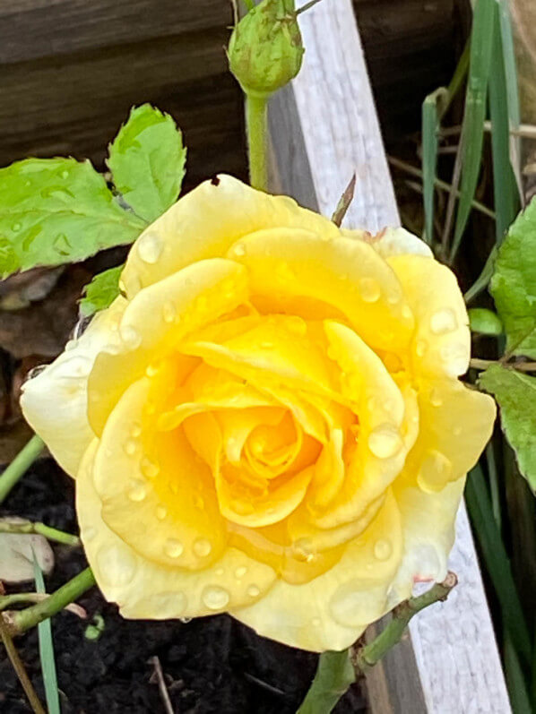 Rose en automne, jardin partagé, Paris 13e (75)