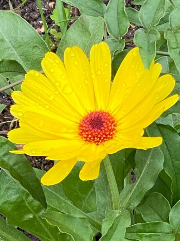 Souci (Calendula) dans un jardin partagé, Paris 13e (75)