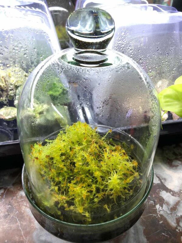 Sphaigne (Sphagnum) dans un terrarium, Paris 19e (75)