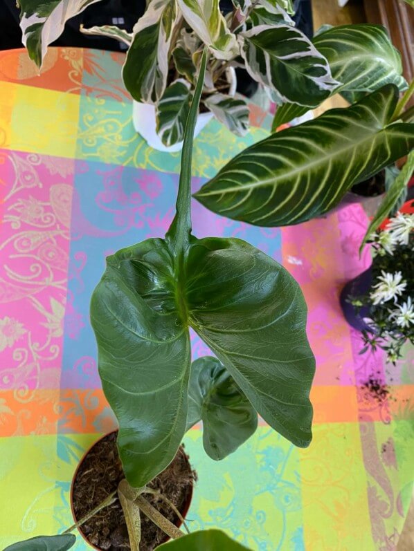 Alocasia 'Stingray', Araceae, plante d'intérieur, Paris 19e (75)