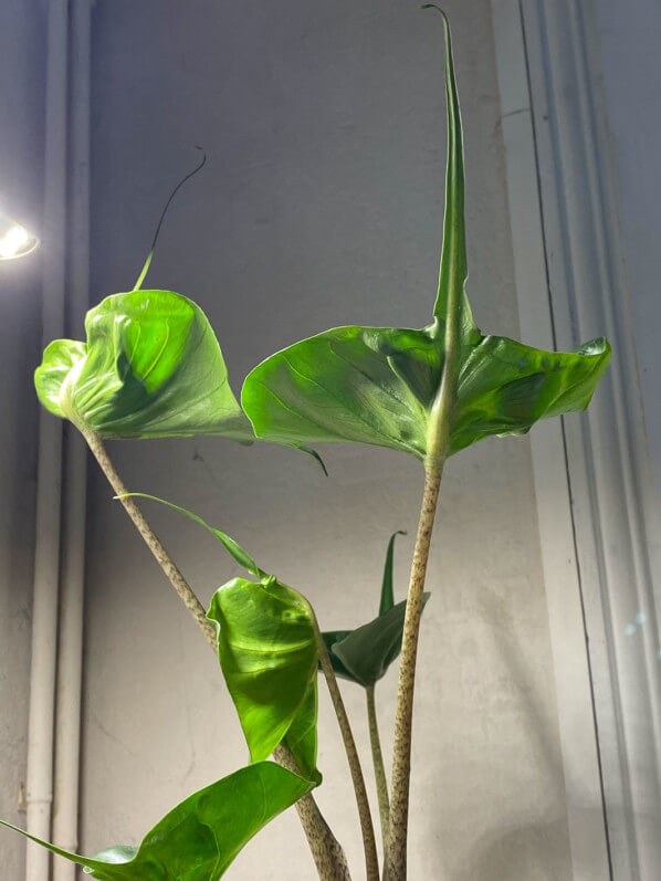 Alocasia 'Stingray', Araceae, plante d'intérieur, Paris 19e (75)