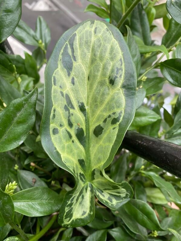 Arum italicum 'Monksilver' en automne sur mon balcon parisien, Paris 19e (75)