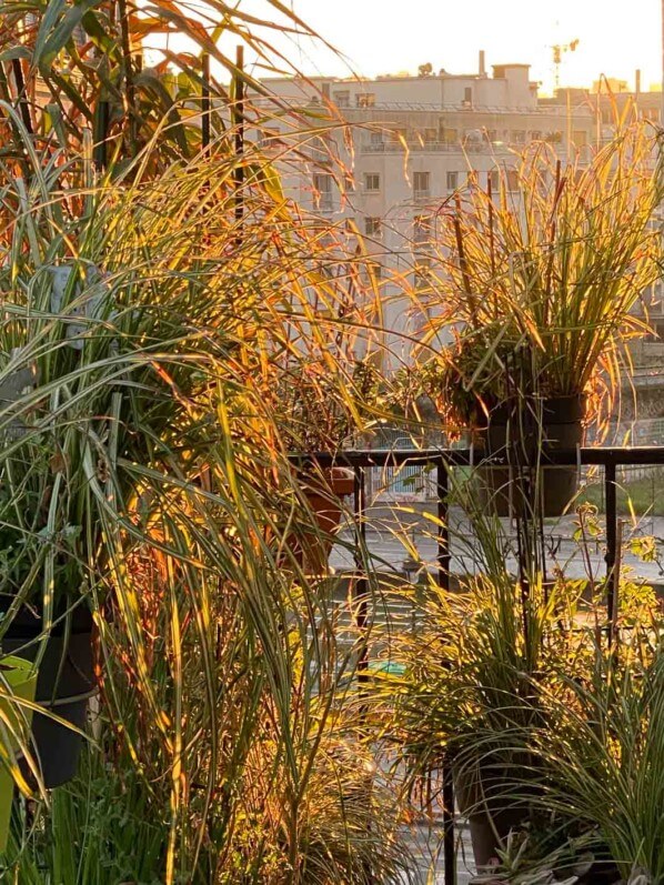 Soleil matinal en hiver sur mon balcon parisien, Paris 19e (75)