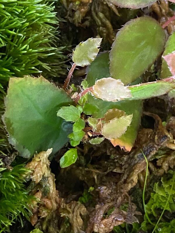 Begonia vankerckhovenii, Bégoniacées, plante d'intérieur, terrarium, Paris 19e (75)