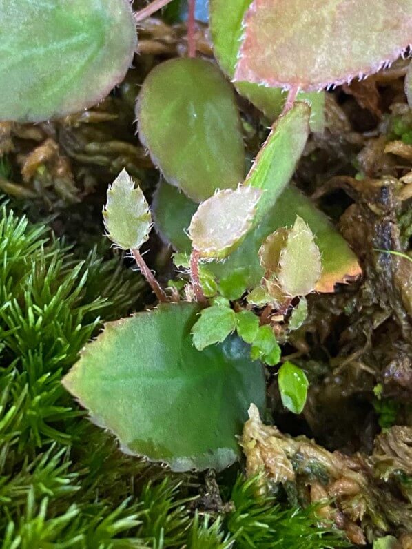 Begonia vankerckhovenii, Bégoniacées, plante d'intérieur, terrarium, Paris 19e (75)
