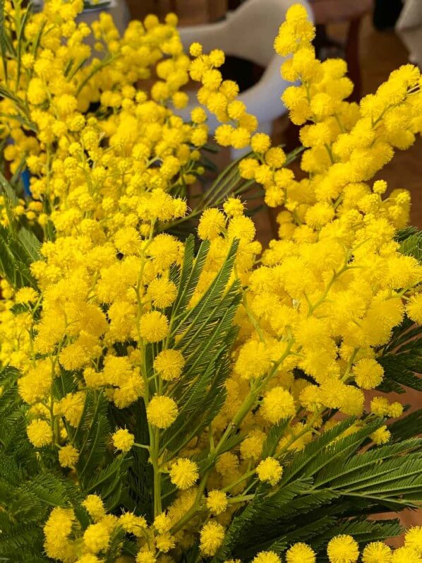 Bouquet de mimosa, Paris 12e (75)